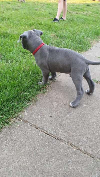 Welpen Bilder !-Beitrag-Bild