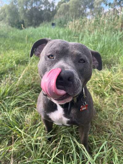 Tongue Out Tuesday-Beitrag-Bild