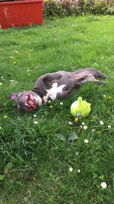 Fotosammlung: ,,Der natürliche Hund" Unbearbeitet, ungestellt und in Natura-Beitrag-Bild