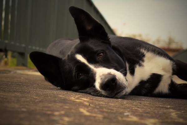 Dogorama Photo Challenge - Hundeblick zum hinschmelzen-Beitrag-Bild