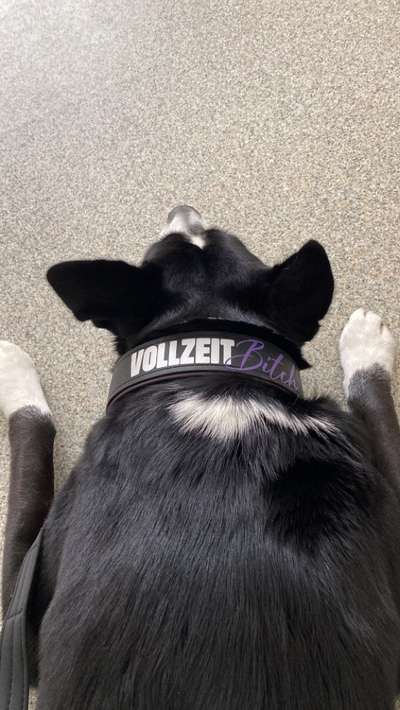 Wir müssen über tierschutzwidriges Hundezubehör reden!-Beitrag-Bild