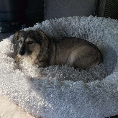 Hundetreffen-Spielrunde-Bild