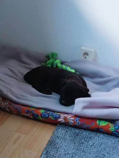 Das erste Bild eures Hundes-Beitrag-Bild