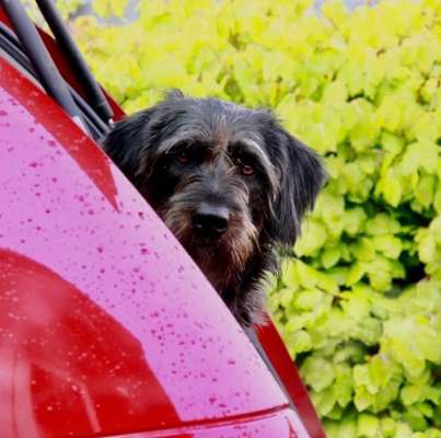 FOTOCHALLENGE 70 - Dein Hund im Auto-Beitrag-Bild