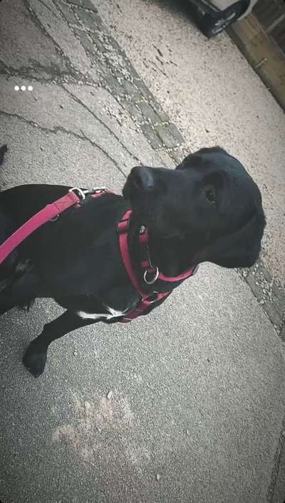 Labradorfans-Beitrag-Bild