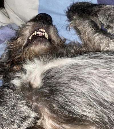 Darf der Hund bei Euch im Bett schlafen?-Beitrag-Bild