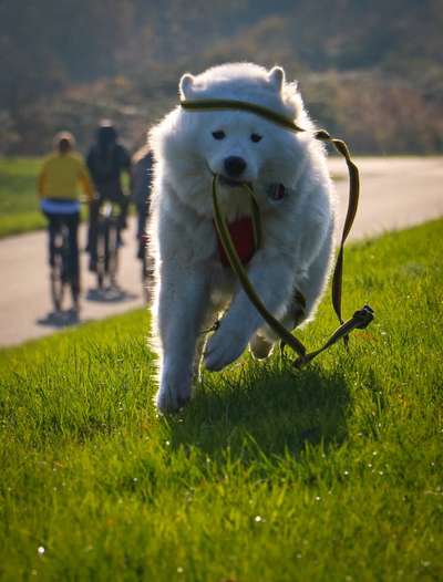 Fotochallenge 66 ~ Rennaction -Zeig deinen Hund im Lauf-Beitrag-Bild