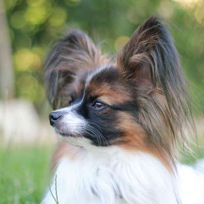 Hundetreffen-Trainingshelfer gesucht – Unterstütze mich im Hundetraining! 🐾-Bild