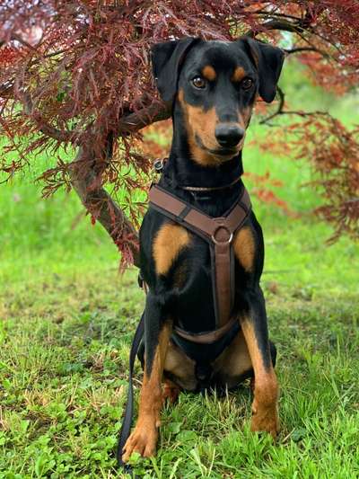 Liebhaber des Deutschen Pinscher gesucht.-Beitrag-Bild