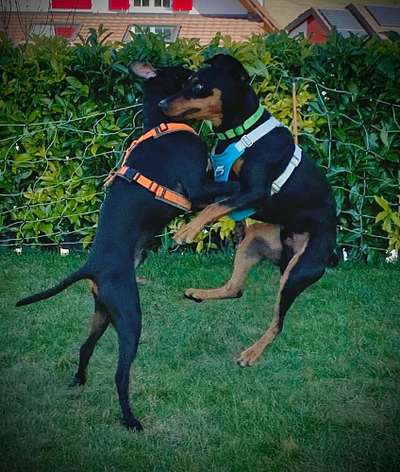 FOTO CHALLENGE 77 - Dein Hund im Spiel-Beitrag-Bild