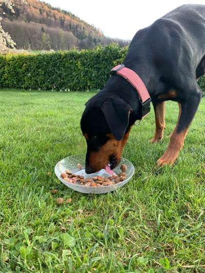 Fotochallenge Guten Appetit! Dein Hund beim futtern-Beitrag-Bild