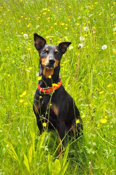 Unsere Fellnasen im Regenbogenland-Beitrag-Bild