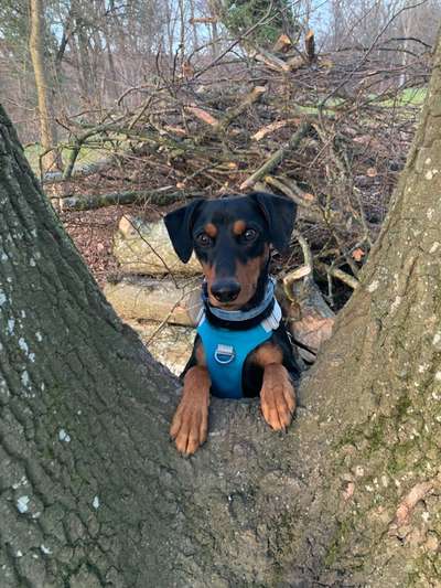 Handy Foto Challenge Nr. 49: Mein Freund der Baum-Beitrag-Bild