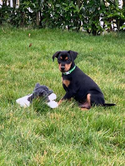 Welpen Bilder !-Beitrag-Bild