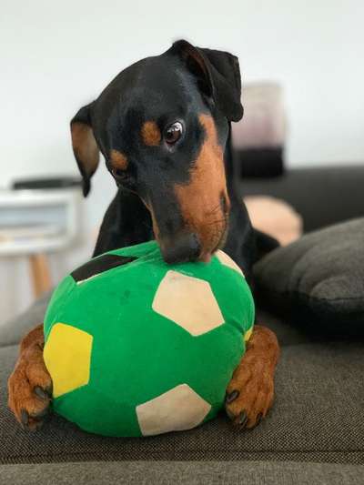 Dogorama Photo Challenge - Rund-Beitrag-Bild