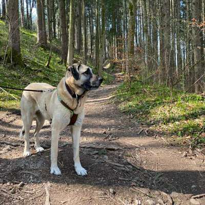 Hundetreffen-Gassirunde-Bild