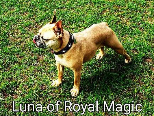 Dein Hund im Dogorama-Kalender 2021-Beitrag-Bild