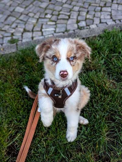 Hundetreffen-Welpentreff Pirna-Bild