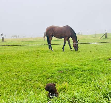 155. FotoChallange * David und Goliath *-Beitrag-Bild