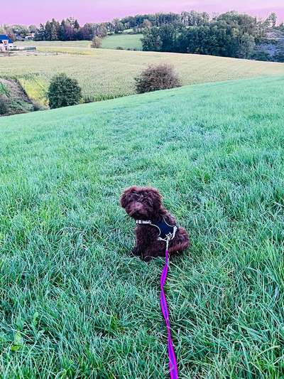 Hundetreffen-Welpen- und Junghund treffen-Bild