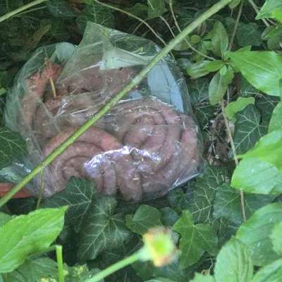 Giftköder-Giftköder in Hundefreilauffläche!!!-Bild