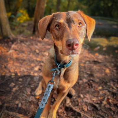 Hundetreffen-Gassi, Spielen und Training-Bild