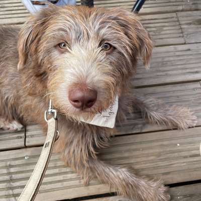 Hundetreffen-Entspannte Spaziergänge-Bild