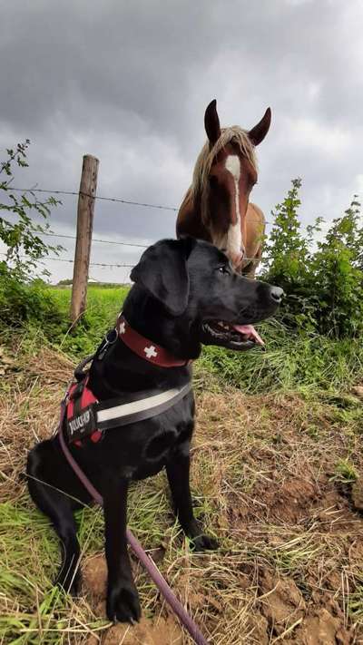 Die Dogorama Kalender Challenge Titelbild-Beitrag-Bild