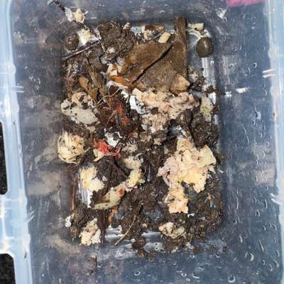 Giftköder-Evtl. Giftköder - unklar, was es ist-Bild