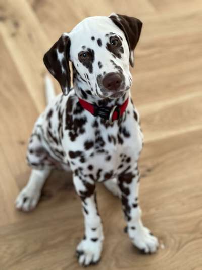 Bellen aus Frust-Beitrag-Bild