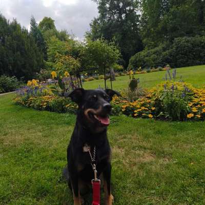 Hundetreffen-Gemeinsame Gassi-Runden um neue Freunde zu finden-Bild