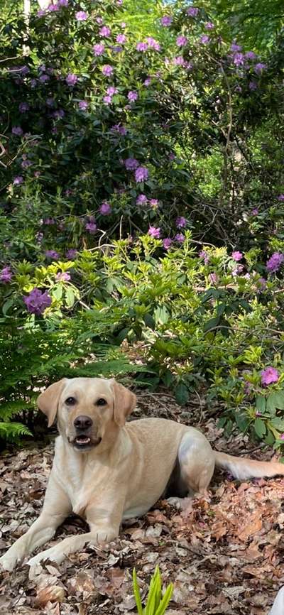 Die Dogorama Monats Challenge "Es grünt und blüht"-Beitrag-Bild