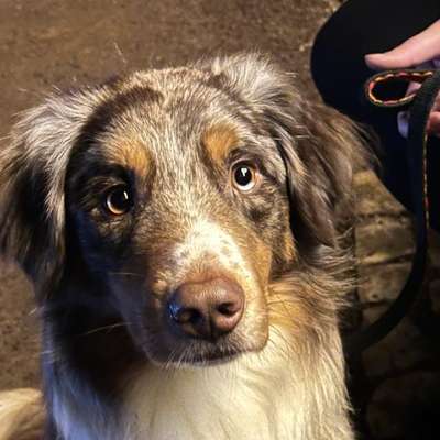 Hundetreffen-Neue Hundefreunde für Helvy-Bild