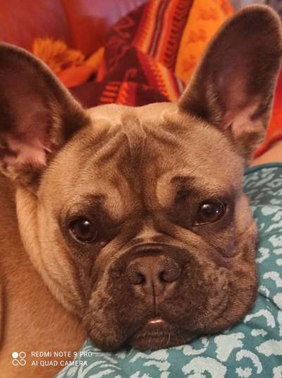 Französische Bulldoggen-Beitrag-Bild