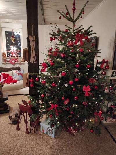 Französische Bulldoggen-Beitrag-Bild