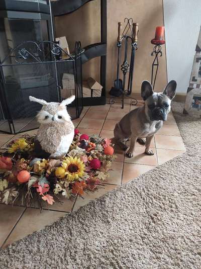 Französische Bulldoggen-Beitrag-Bild