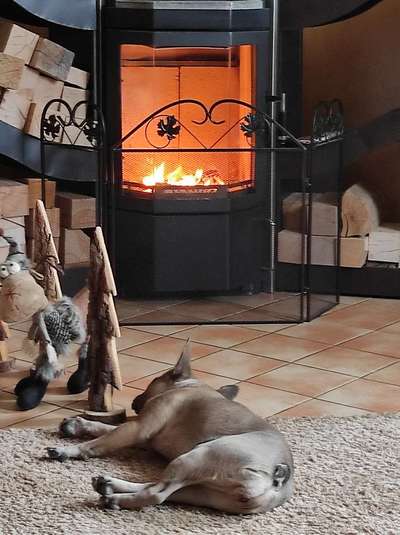 Französische Bulldoggen-Beitrag-Bild