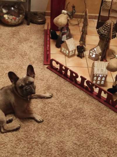 Französische Bulldoggen-Beitrag-Bild