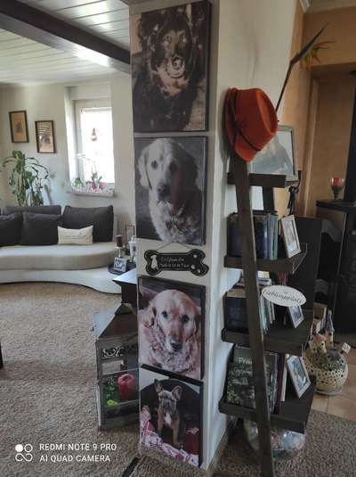 Französische Bulldoggen-Beitrag-Bild