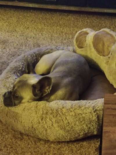 Französische Bulldoggen-Beitrag-Bild