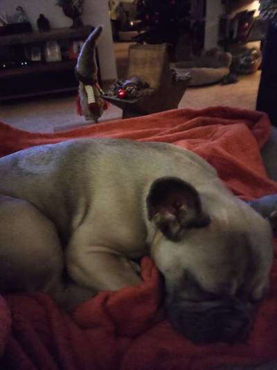 Französische Bulldoggen-Beitrag-Bild