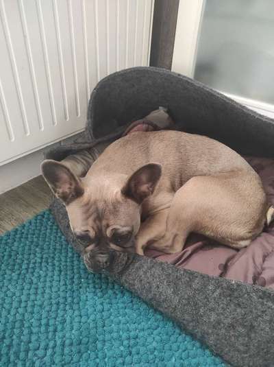 Französische Bulldoggen-Beitrag-Bild