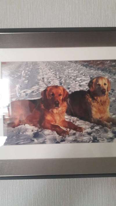 Mehrhundhaltung-Beitrag-Bild