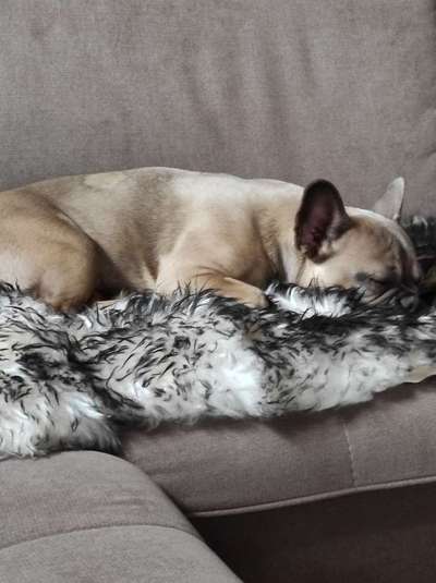 Französische Bulldoggen-Beitrag-Bild