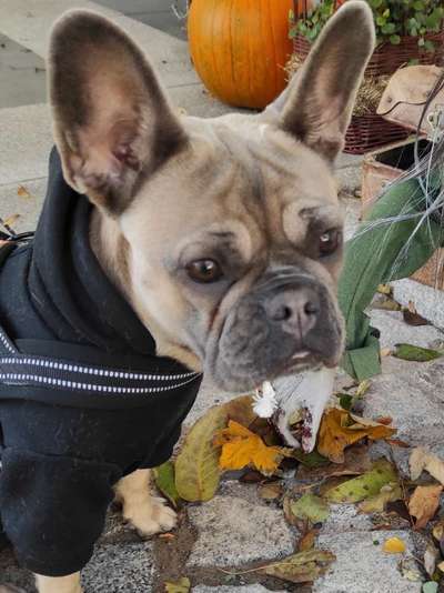 Augenentzündung Französische Bulldogge-Beitrag-Bild