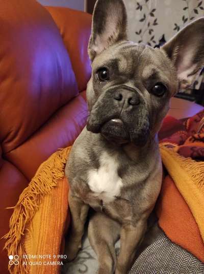 Französische Bulldoggen-Beitrag-Bild