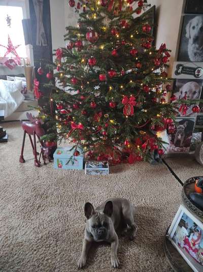 Französische Bulldoggen-Beitrag-Bild