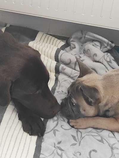 Französische Bulldoggen-Beitrag-Bild