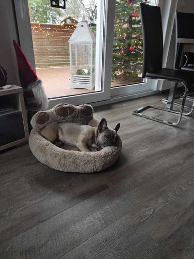 Französische Bulldoggen-Beitrag-Bild