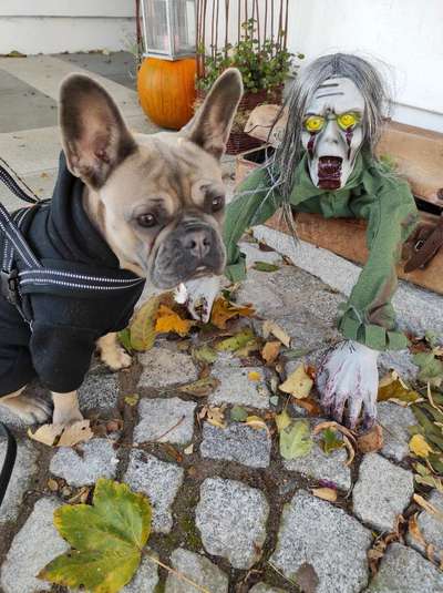 Französische Bulldoggen-Beitrag-Bild